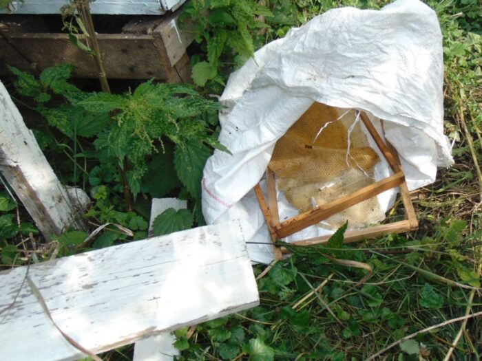 pszczoły, pasieka, bank pszczeli, rodzina pszczela