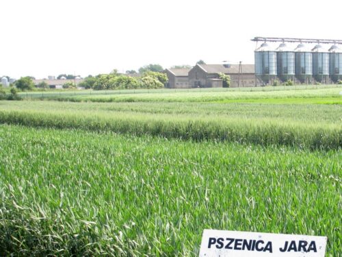 korona, zzr korona, rars, rezerwy strategiczne, pszenica, skup