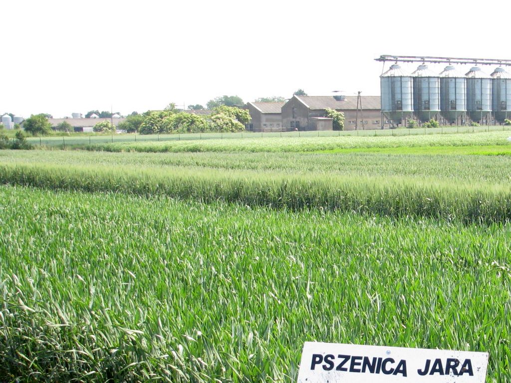 korona, zzr korona, rars, rezerwy strategiczne, pszenica, skup