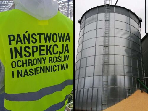 zboże, skup, pomorska izba rolnicza, robaki, proceder