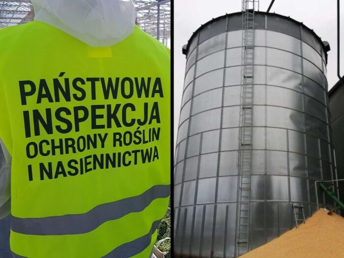 zboże, skup, pomorska izba rolnicza, robaki, proceder