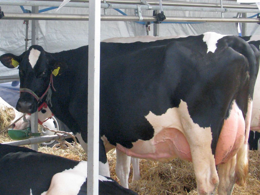 wielkopolska izba rolnicza, wir, ceny skupu, mleczarnie, mleko