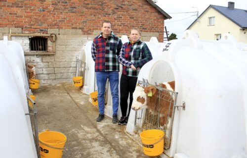 opas bydła, alkalizowane zboże, pasze objętościowe, produkcja wołowiny, rasa h-f, mieszańce, modernizacja budynków,