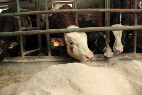 ceny bydła rzeźnego, mięso wołowe, wołowina, spadek cen, zakup bydła rzeźnego