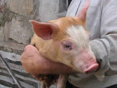 asf, hodowla na własne potrzeby, świnie, restrykcje