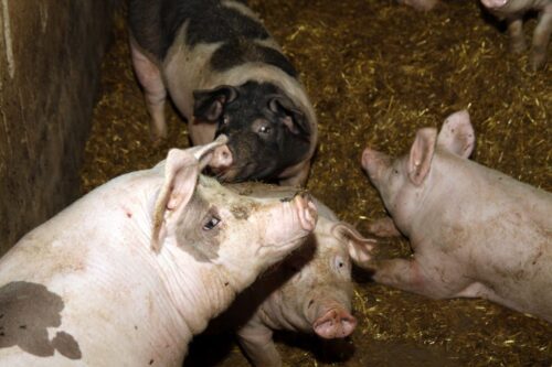 tuczniki, ceny skupu, eksport wieprzowiny, trzoda chlewna