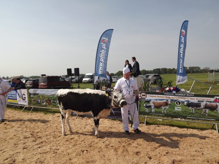 białogrzbiety, bydło białogrzbiete, I Krajowa Wystawa Bydła Białogrzbietego, Zielone AgroShow, rasy zachowawcze