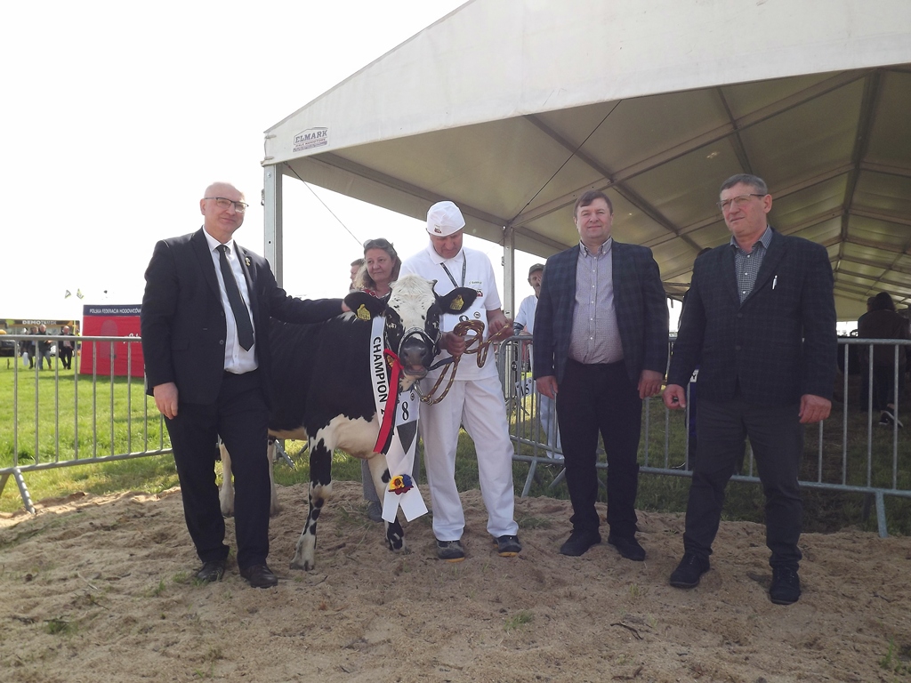 białogrzbiety, bydło białogrzbiete, I Krajowa Wystawa Bydła Białogrzbietego, Zielone AgroShow, rasy zachowawcze