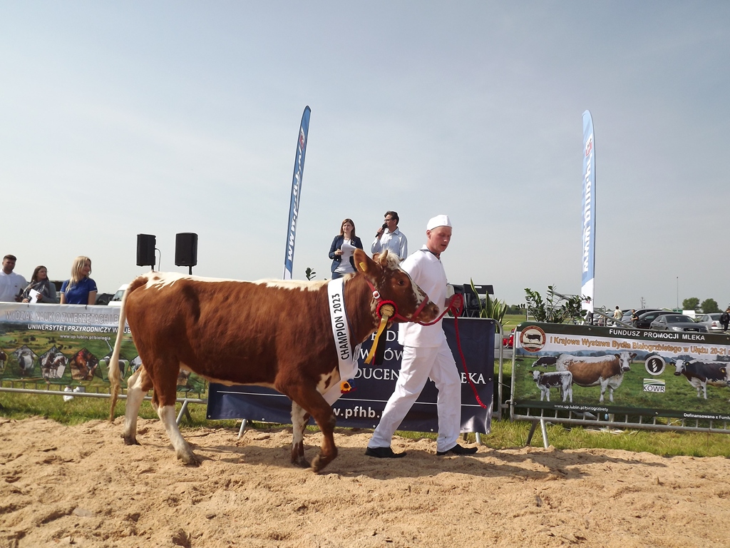 białogrzbiety, bydło białogrzbiete, I Krajowa Wystawa Bydła Białogrzbietego, Zielone AgroShow, rasy zachowawcze