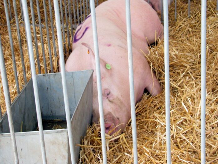 asf, bioasekuracja, rozporządzenie, wir