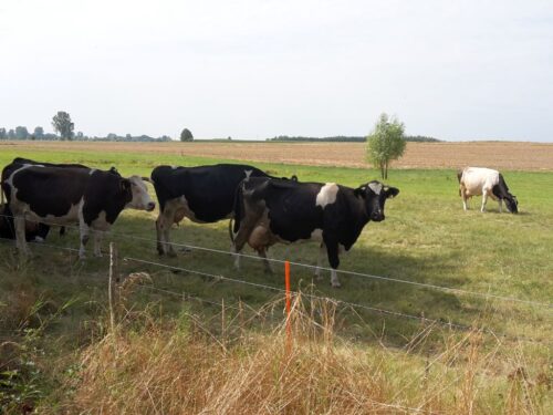 wir, wielkopolska izba rolnicza, dopłaty bezpośrednie, wnioski, ekoschematy