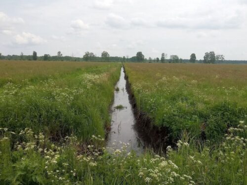 golińska, bagno, wizna, zalanie, natura 2000