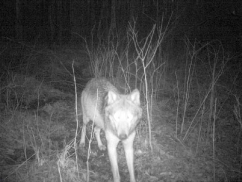 wilk, drapieżnik, populacja, wataha, krir, samorząd rolniczy