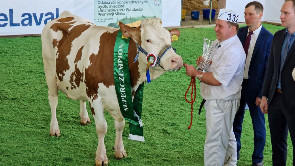 XXX Narodowa Wystawa Zwierząt Hodowlanych, bydło mleczne, bydło mięsne, czempion, superczempion, krowy, jałówki, buhaje