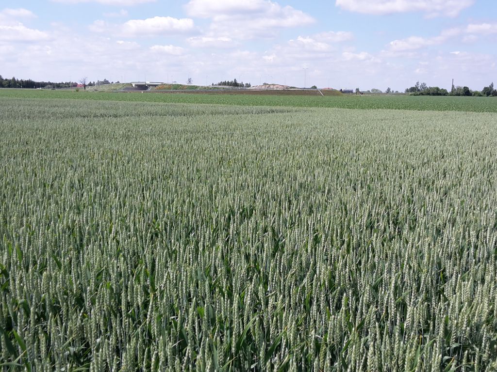 izba zbożowo-paszowa, zboże, sprzedaż, dopłaty