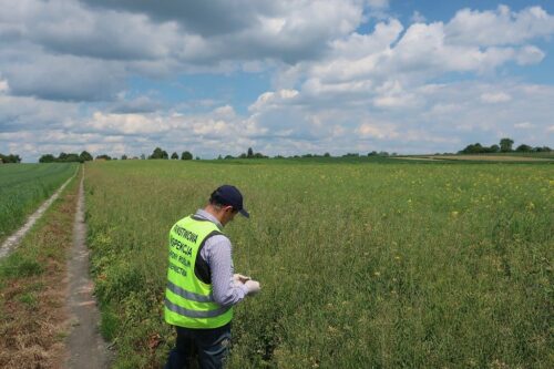 piorin, kontrole, agrofagi, uprawy, ocena, zdrowotność