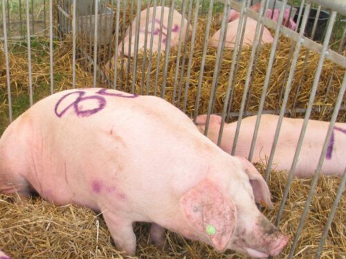 jażdżewski, inspekcja weterynarii, iw, choroba aujeszkyego, świnie