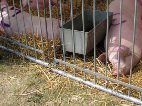 asf, afrykański pomór świń, szczepionka, mrirw, piw-pib, badania