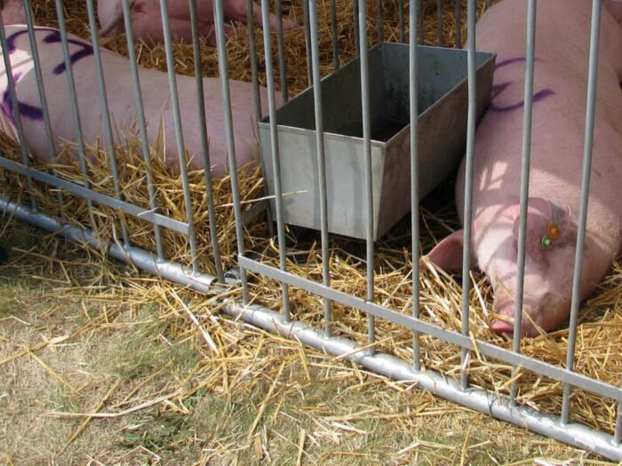 asf, afrykański pomór świń, szczepionka, mrirw, piw-pib, badania