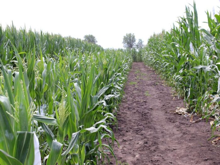 piorin, uprawa gmo, gmo, kukurydza, rzepak, soja, kontrole