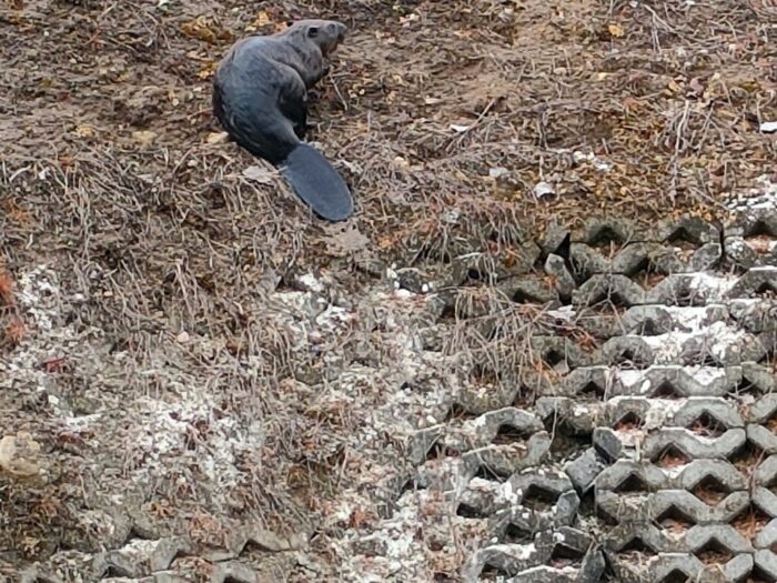 żuławy, bobry, powódź, groble, wały, uszkodzenia, podtopienia