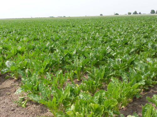 zagórski, kgs, krajowa grupa spożywcza, buraki, plantatorzy, cukier