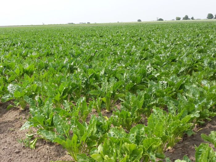 zagórski, kgs, krajowa grupa spożywcza, buraki, plantatorzy, cukier