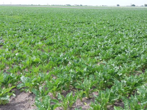 kgs, krajowa grupa spożywcza, plantatorzy, burak cukrowy, cena