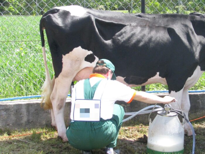 mleko, skup, ceny, maliszewska, polska izba mleka