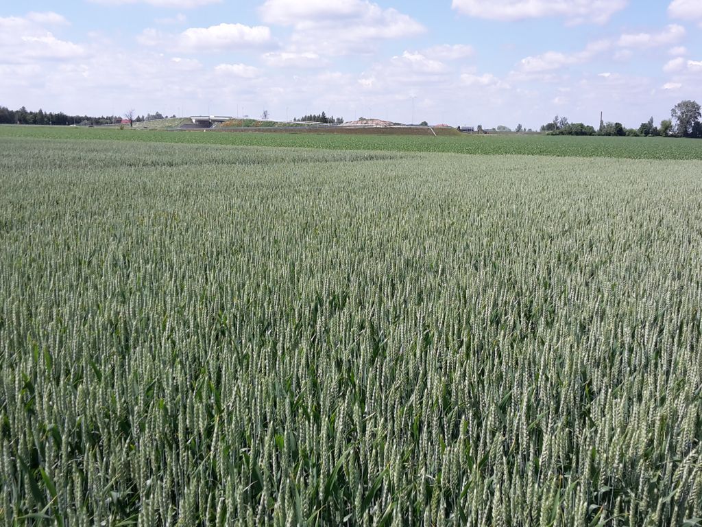 izba zbożowo-paszowa, zboże, ceny, jakość, susza