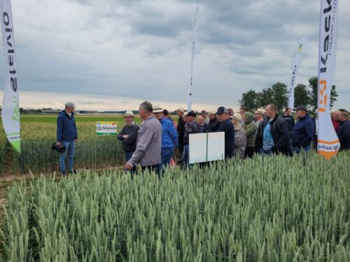 bydło mleczne, Danko, obora, GEA,