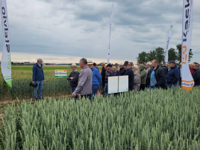 bydło mleczne, Danko, obora, GEA,