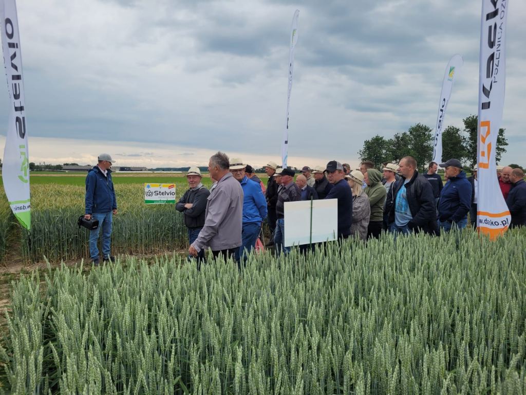 bydło mleczne, Danko, obora, GEA,