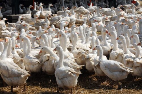 drób wodny, gęsina, mięso kacze, gęsi, kaczki, de heus, produkcja drobiu, Marcin Szukalski