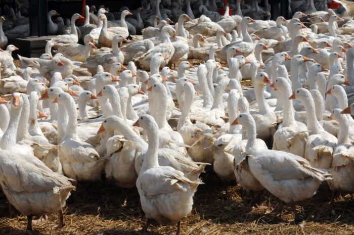 drób wodny, gęsina, mięso kacze, gęsi, kaczki, de heus, produkcja drobiu, Marcin Szukalski