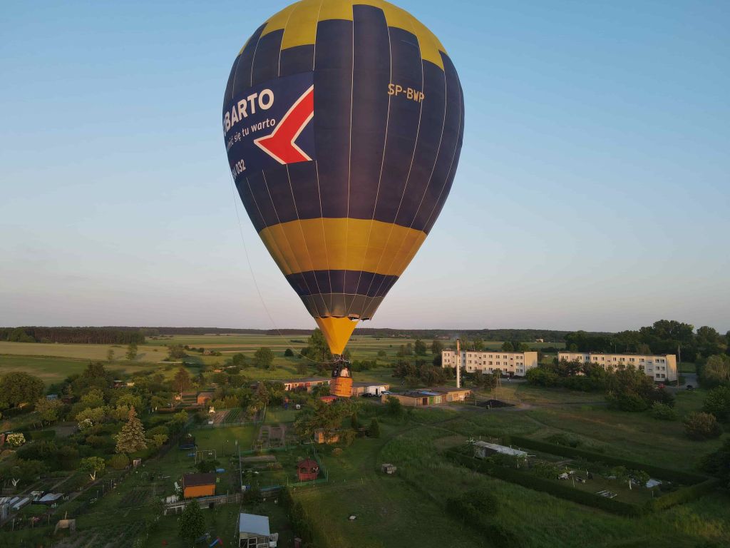 stada świń, świnie, trzoda chlewna, Gobarto Hodowca, pogłowie świń, maciory, tuczniki, stada świń, żywiec wieprzowy