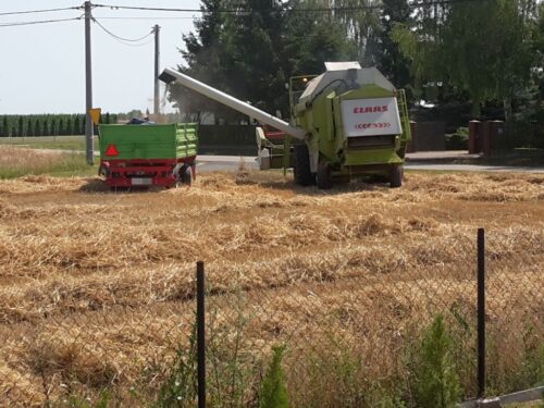 izba zbożowo-paszowa, zboże, oferty, sprzedaż, skup
