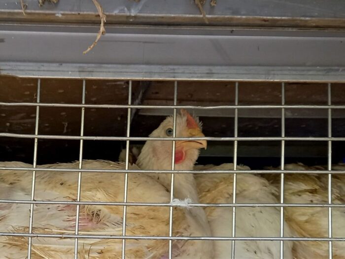 mrirw, ministerstwo, chów klatkowy, drób, produkcja, jaja, ue