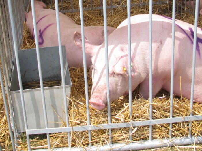 koniec epoki klatkowej, hodowla, trzoda chlewna, drób, fbzpr, copa cogeca