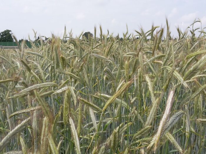 arimr, susza rolnicza, pomoc suszowa, wsparcie