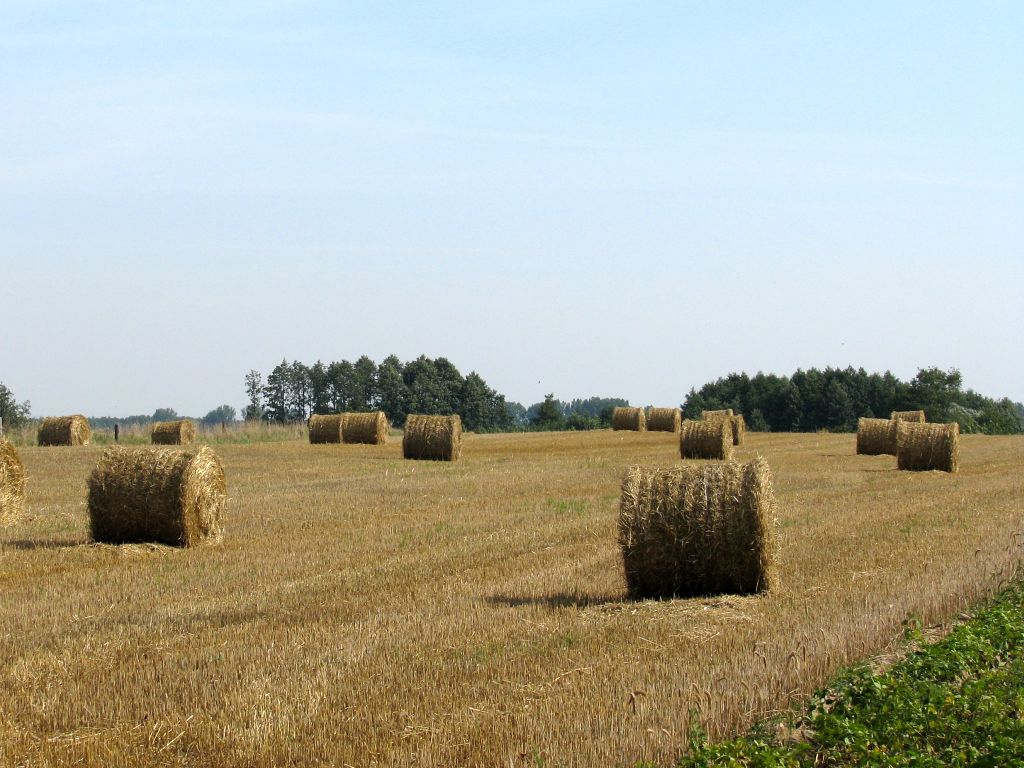 zzr korona, kary, projekt, rozporządzenie, konsultacje