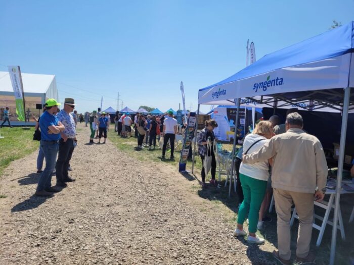 Syngenta, Pola Klasy S, Kostrogaj