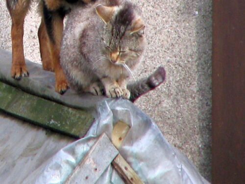 główny lekarz weterynarii, glw, inspekcja weterynaryjna, koty, choroba, grypa