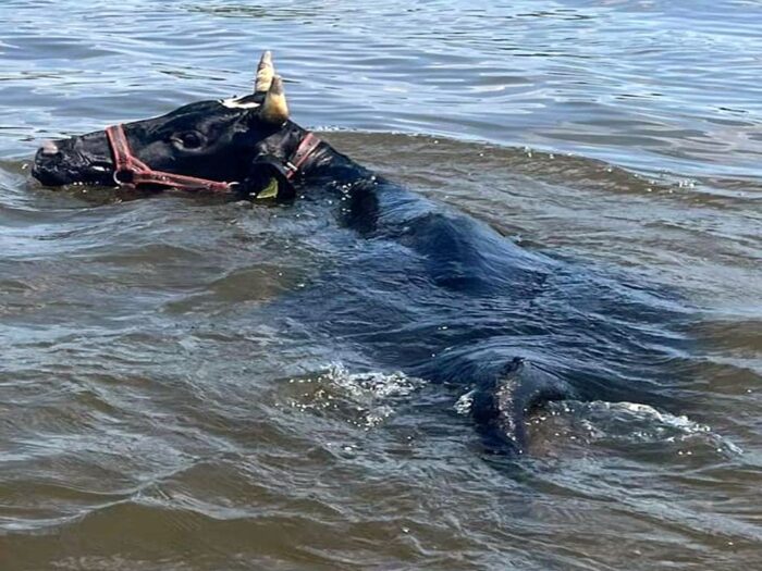 krowa, wisła, woda, akcja ratunkowa, osp złotoria, wopr