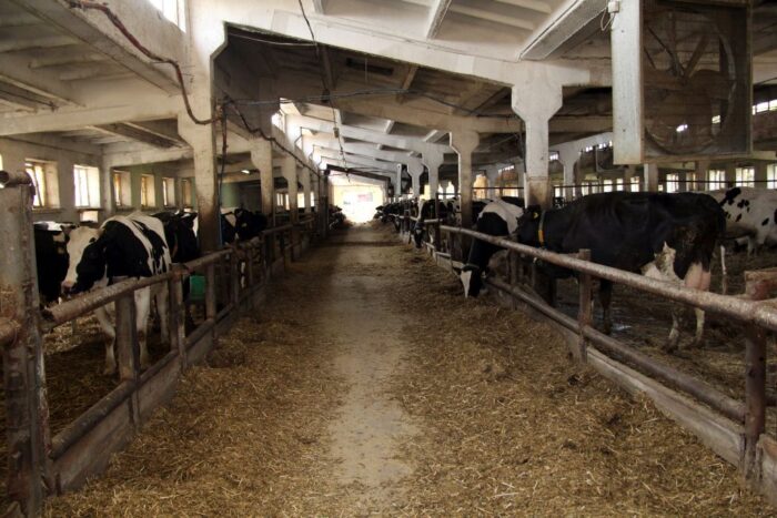 korowy pogłowie obora