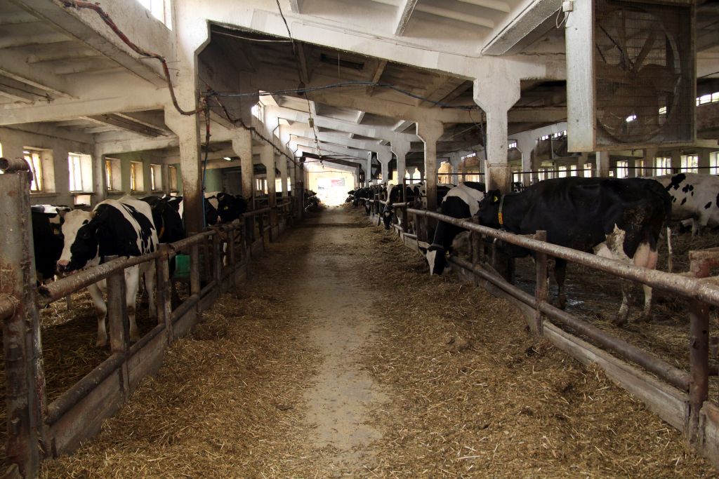 korowy pogłowie obora