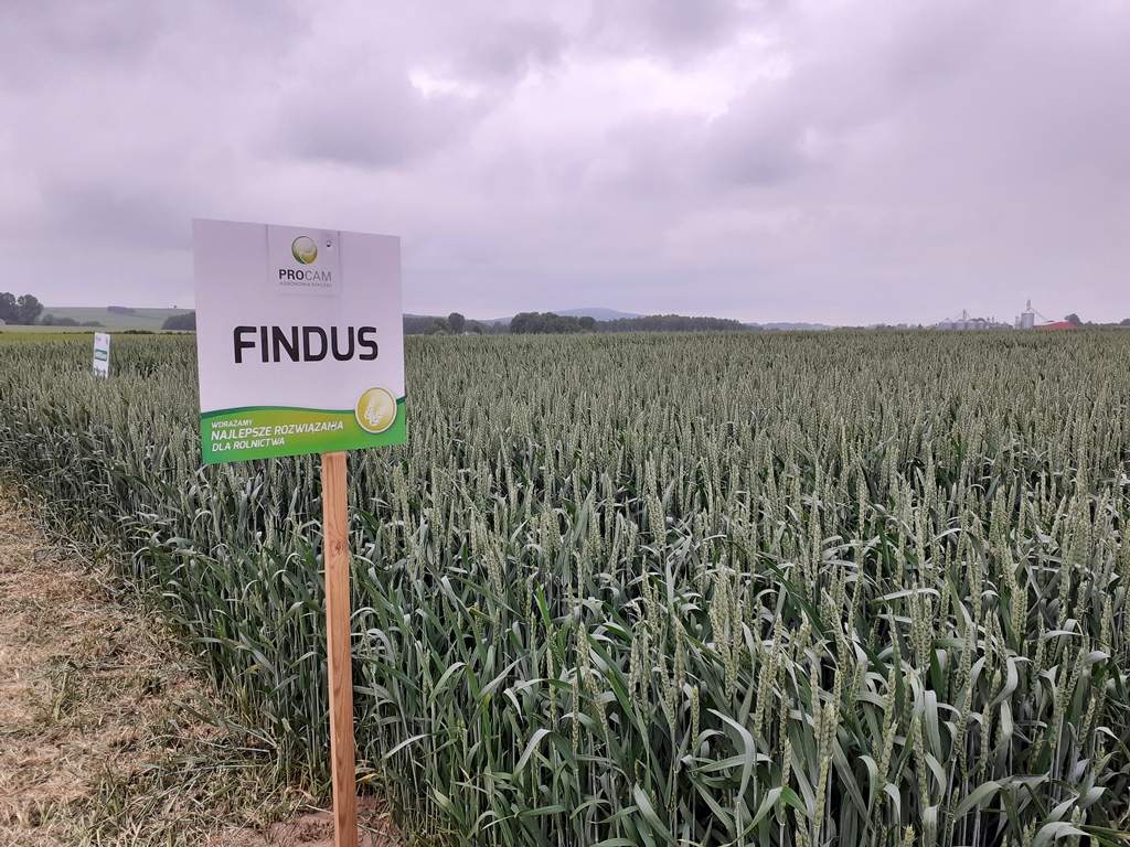 Procam, Dzień Pola, Łężyce