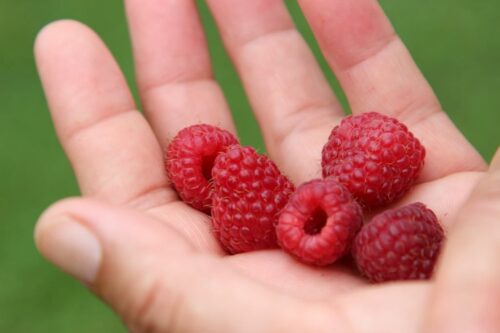 związek sadowników, zs rp, maliszewski, owoce, maliny, import, skup, ceny