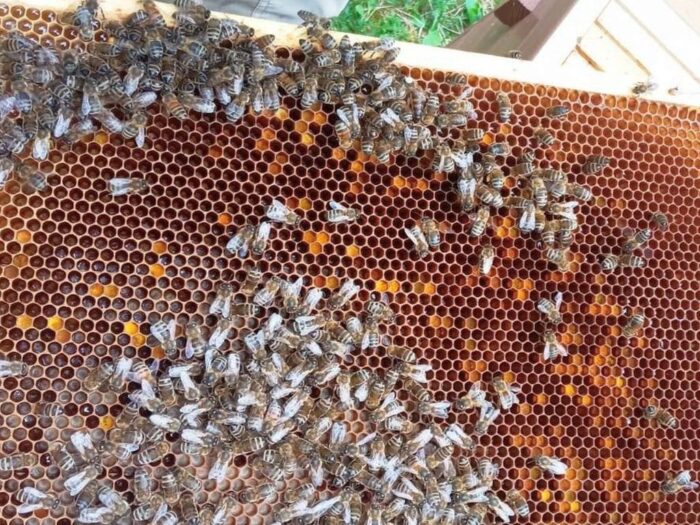 copa cogeca, miód, pszczoły, pszczelarstwo, podrabiany miód