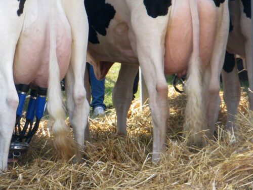 eurostat, ue, unia europejska, gospodarstwa, mleko, surowe mleko, produkcja mleka, sery, masło